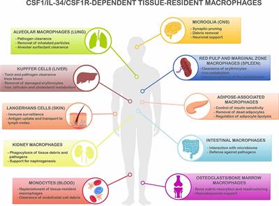 Targeting Microglial Population Dynamics in Alzheimer’s Disease: Are We Ready for a Potential Impact on Immune Function?